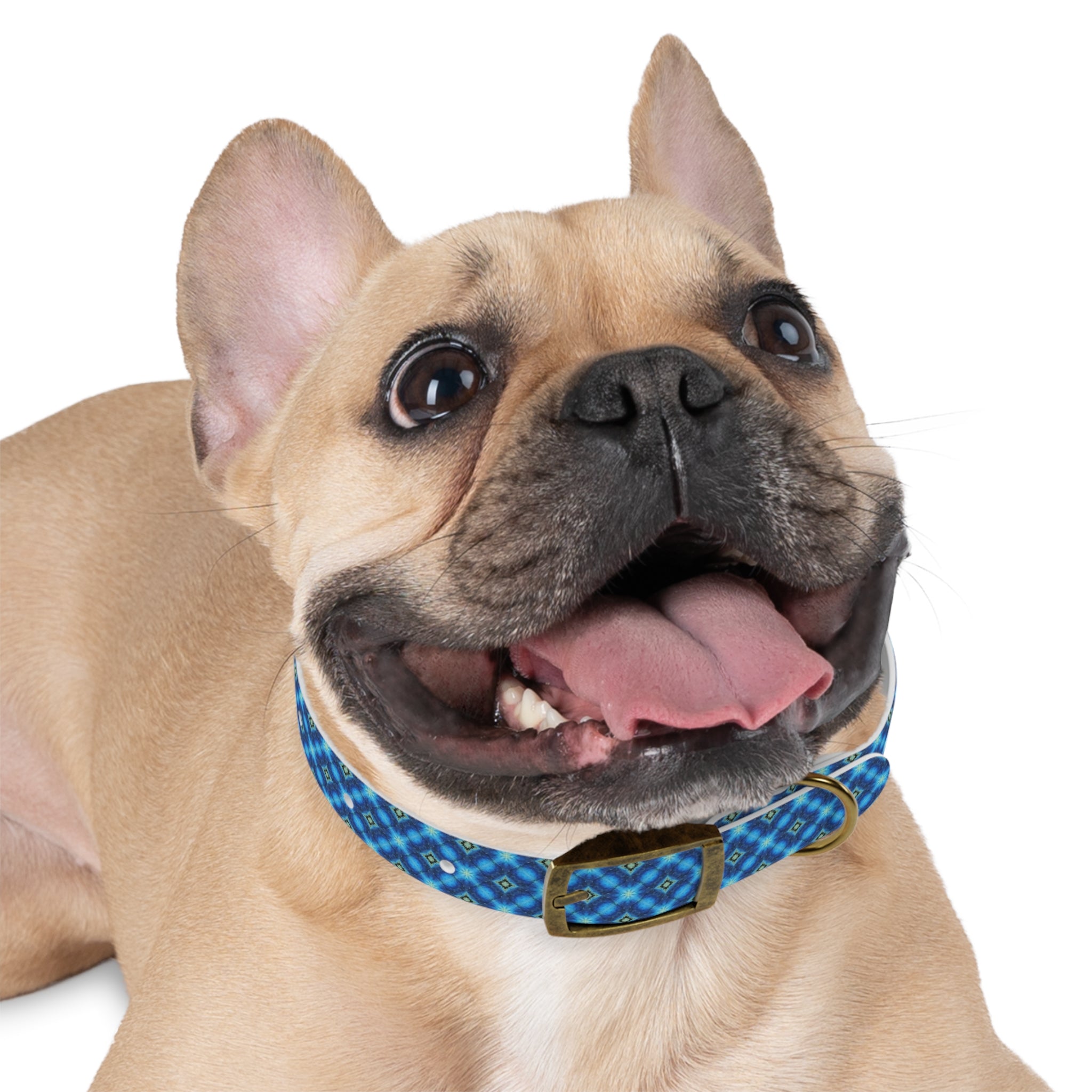 Miakoda Dog Collar